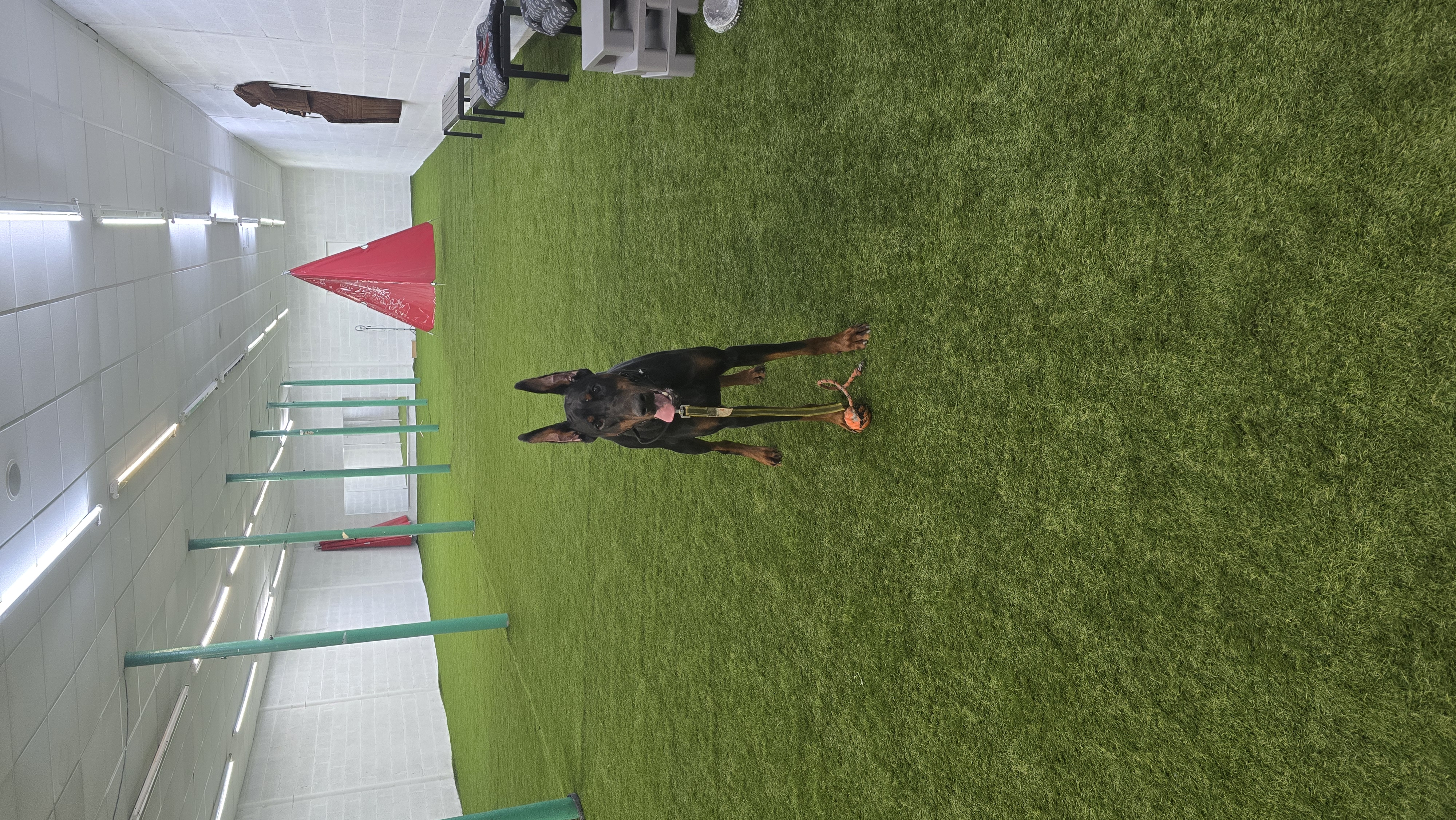 Dog training resources and blog