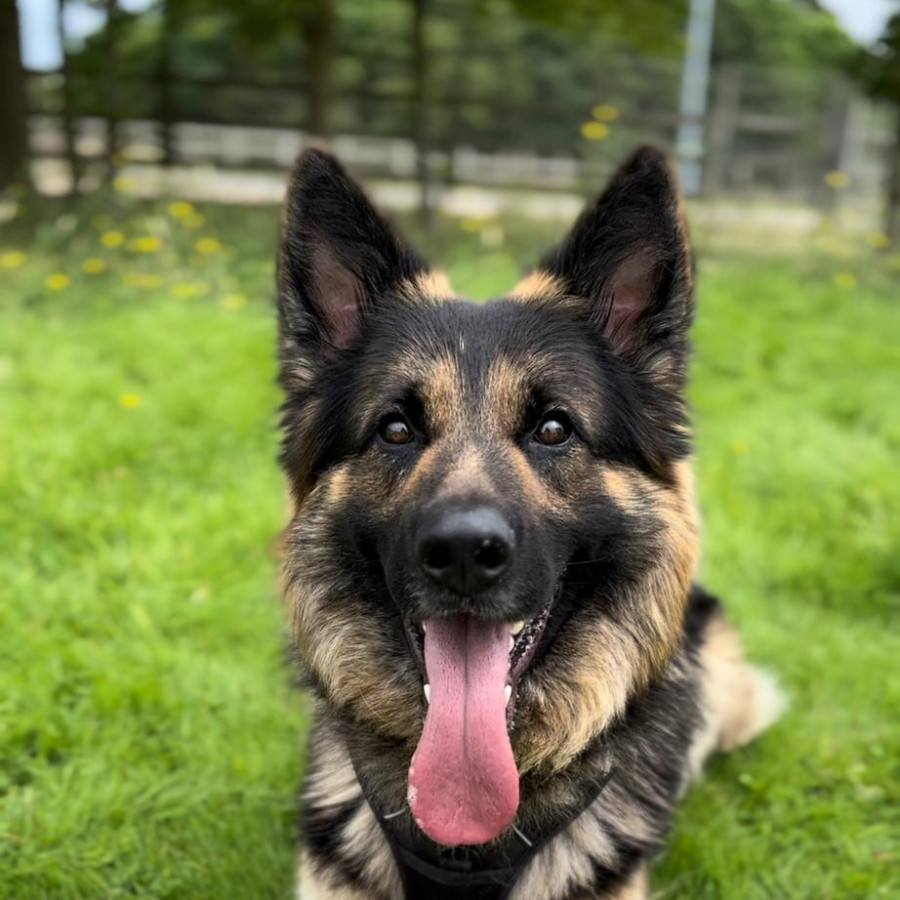 Max, German Shepherd