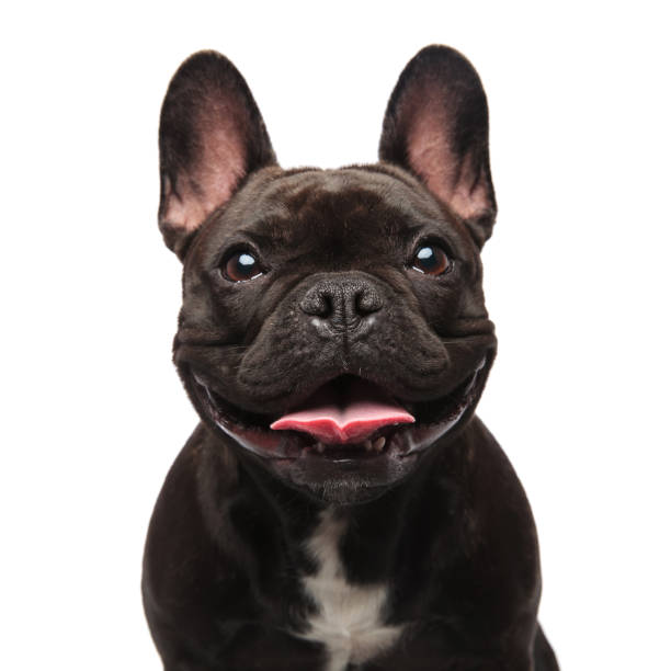 Milo, French Bulldog